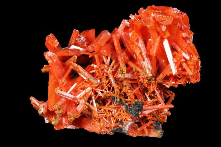 Bright Orange Crocoite Crystal Cluster - Tasmania #129097